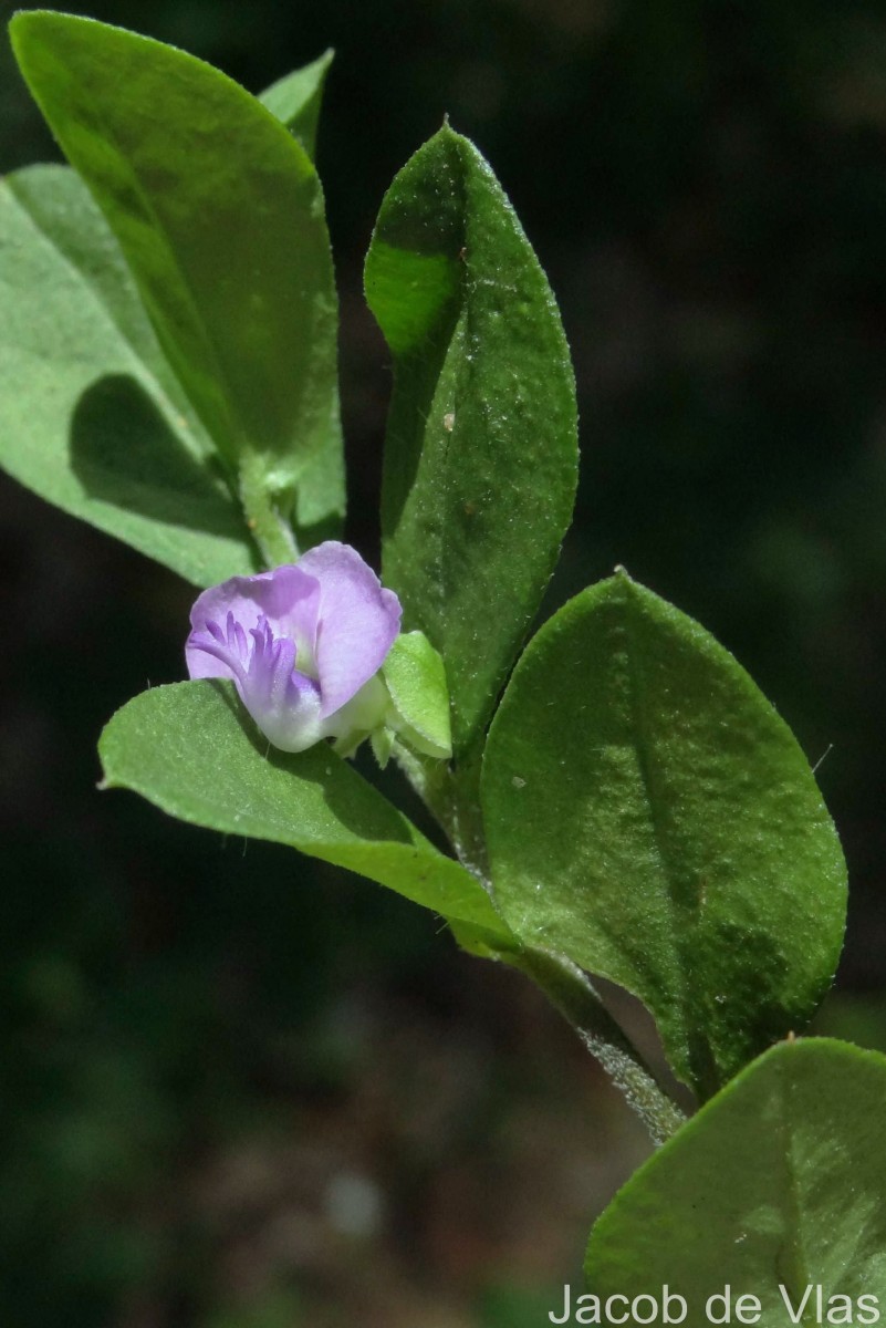Polygala macrolophos Hassk.